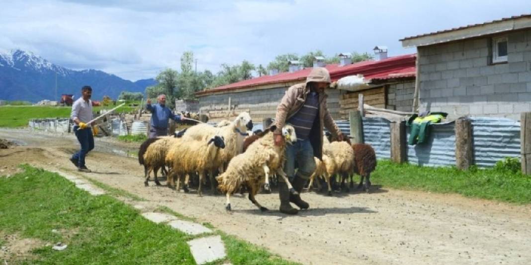 Meşhur tulum peyniri için mesai başlıyor! Üreticiler yüksek rakımlı yayla yolculuğuna hazır 5